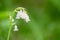 Beautiful white bluebells