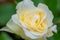 Beautiful white Boeing rose, open bud with drops after rain, on a dark green background, selective focus