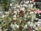 beautiful white bougainvillea flowers