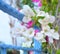 Beautiful white bougainvillea flowers in the garden