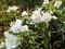 Beautiful white Bougenville flowers in evening view 2