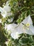 Beautiful white Bougenville flowers in evening view