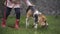 Beautiful white and brown beagle walking on green wet grass with little owner. Unrecognizable girl in pink rubber boots