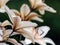 Beautiful white and brown lily growing in the garden