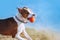 A beautiful white-brown male dog breed American Staffordshire terrier runs and jumps against the background of the water. Portrait