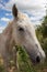 Beautiful white and brown mare looking straight ahead. Large mammalian animal. Equine with blond fur