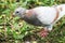 A beautiful white-brown pigeon looking for grains in green grass
