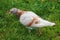 A beautiful white-brown pigeon walks in the grass of a city park