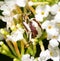 Beautiful white and burgundy colored Misumenoides formosipes, Whitebanded Crab Spider