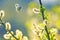 Beautiful white butterfly flitting among the willow branches blooming