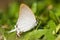 Beautiful white butterfly on green grasses (Common Imperial, Che