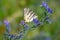 Beautiful white butterfly, Iphiclides podalirius, concept insects, pollination of plants, environmental problems of nature,