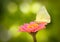 Beautiful white butterfly on pink zinnia flower on a spring day