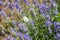 Beautiful white butterfly sitting on lavender flower, feeling nature.