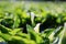 Beautiful white Calla Lily blooming in a large garden