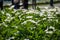 A beautiful white Calla lilys in a green soil background.