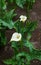 Beautiful white callas blossoming in the city garden