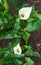 Beautiful white callas blossoming in the city garden