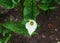 Beautiful white callas blossoming in the city garden