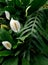 Beautiful white callas in the botanical garden of Penza