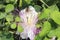 Beautiful white caper flowers on background of green leaves