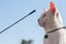 Beautiful white cat with collar and rattle over a car looking at the car antenna car