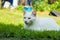 A beautiful white cat lying on a green grass on the sun