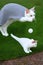 a beautiful white cat pets playing with ball in playground with illustrations generated with AI