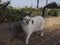 Beautiful white cat relaxing in garden. Cute fluffy feline looking at camera.