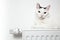 Beautiful white cat relaxing on the radiator closeup.