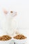 A beautiful white cat sitting next to a bowl of food to eat. Pictures of Cornish Rex with amber eyes.