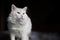 A beautiful white cat is standing on the bed and looking forward with interest and curiosity