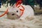 Beautiful white cat wearing Christmas thin red ribbon