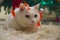 Beautiful white cat wearing Christmas thin red ribbon
