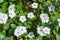Beautiful white catharanthus roseus flowers