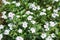 Beautiful white catharanthus roseus flowers in flowerbed