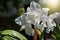 Beautiful white cattleya orchid flower