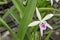 Beautiful White Cattleya Orchid and patterned pink spots Background blurred leaves in the garden