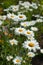 Beautiful white chamomile growing at the backyard.