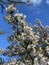 Beautiful White Cherry Blossoms and Blue Sky in April in Spring