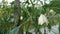 Beautiful white chili flowers in the garden