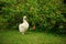 Beautiful White Chinese Silkie Chicken