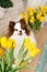 beautiful white chocolate spitz in the kitchen among yellow tulips. national dog day. a pet. spring decor. women`s Day.