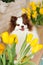 beautiful white chocolate spitz in the kitchen among yellow tulips. national dog day. a pet. spring decor. women`s Day.