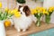 Beautiful white chocolate spitz in the kitchen among yellow tulips. national dog day. a pet. spring decor. women`s Day.