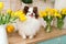 Beautiful white chocolate spitz in the kitchen among yellow tulips. national dog day. a pet. spring decor. women`s Day.