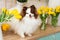 Beautiful white chocolate spitz in the kitchen among yellow tulips. national dog day. a pet. spring decor. women`s Day.