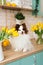 beautiful white chocolate spitz in the kitchen among yellow tulips. national dog day. a pet. spring decor. women`s Day.