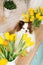 Beautiful white chocolate spitz in the kitchen among yellow tulips. national dog day. a pet. spring decor. women`s Day. flowers in