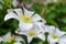 Beautiful white clematis blossom. Background with white flowers